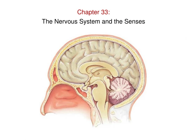 Chapter 33: The Nervous System and the Senses