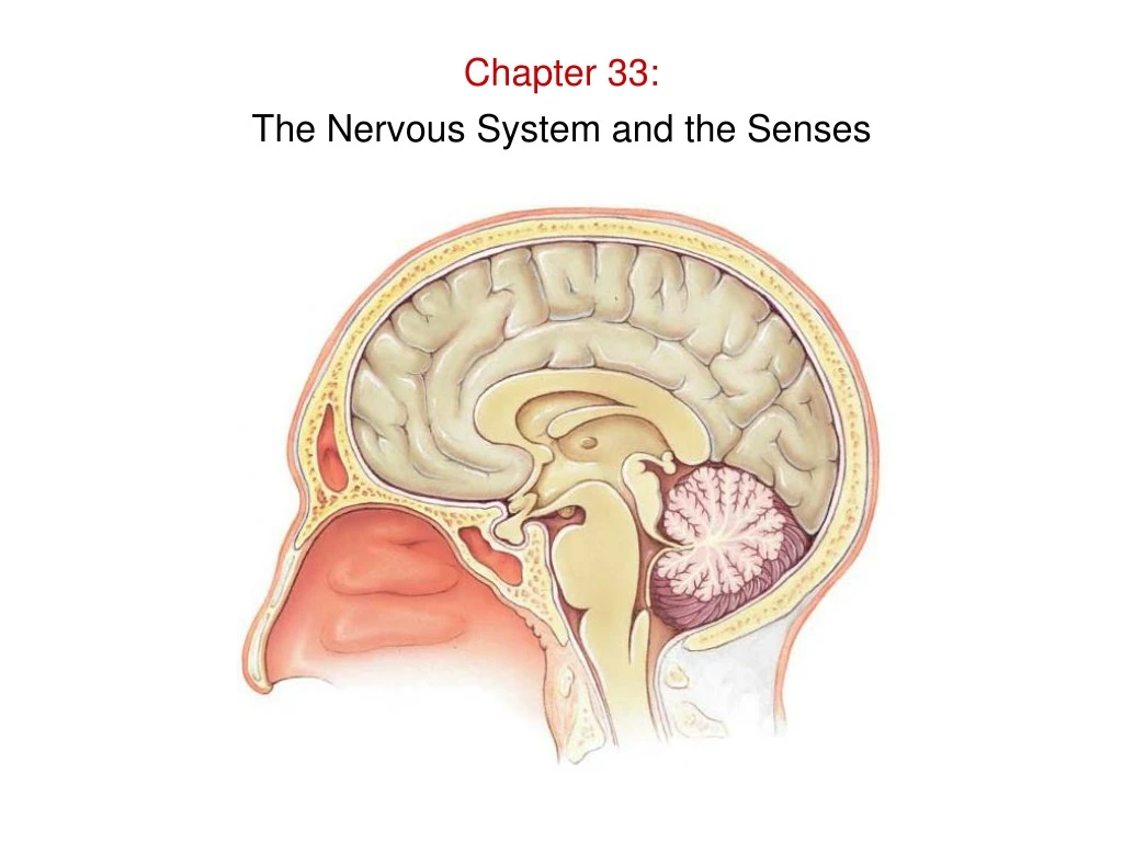 chapter 33 the nervous system and the senses