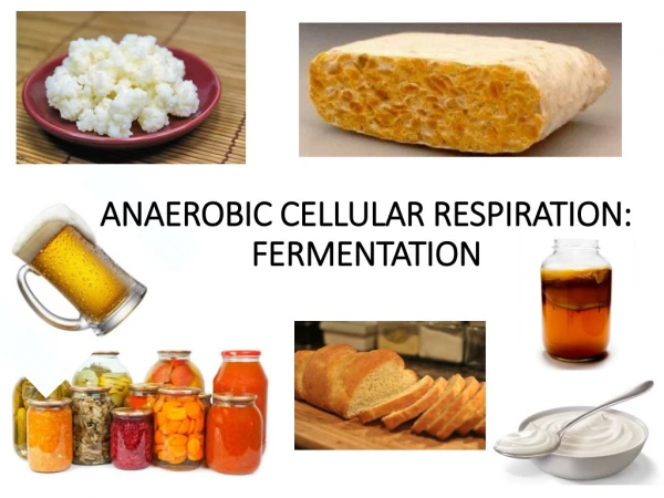 ANAEROBIC CELLULAR RESPIRATION: FERMENTATION