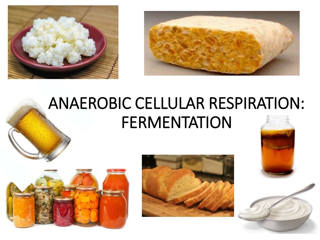 anaerobic cellular respiration fermentation