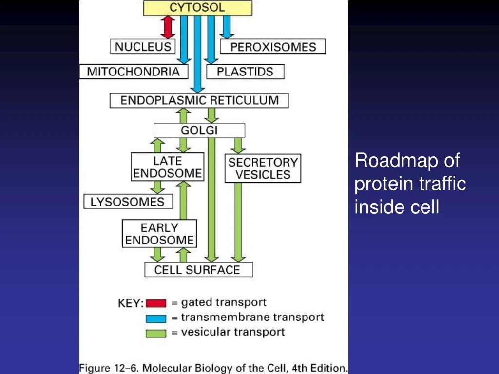 roadmap of protein traffic inside cell