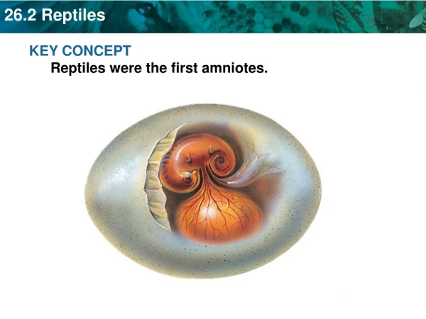 KEY CONCEPT  Reptiles were the first amniotes.