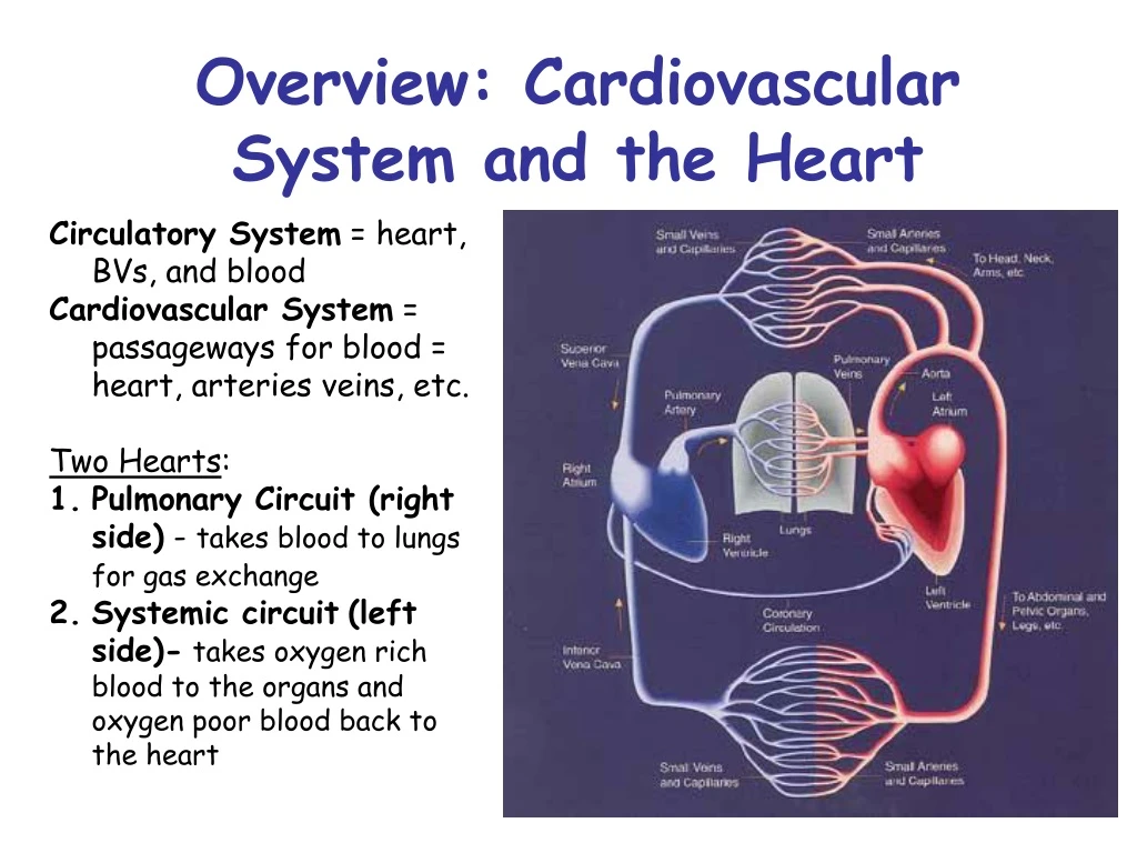 overview cardiovascular system and the heart