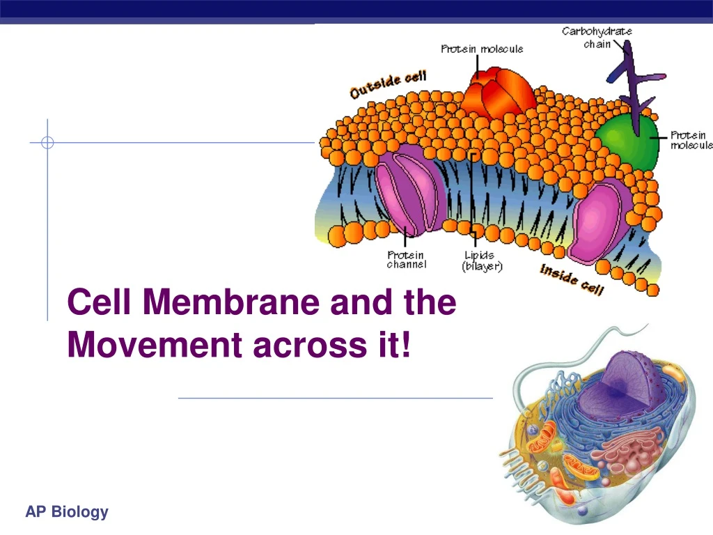 cell membrane and the movement across it