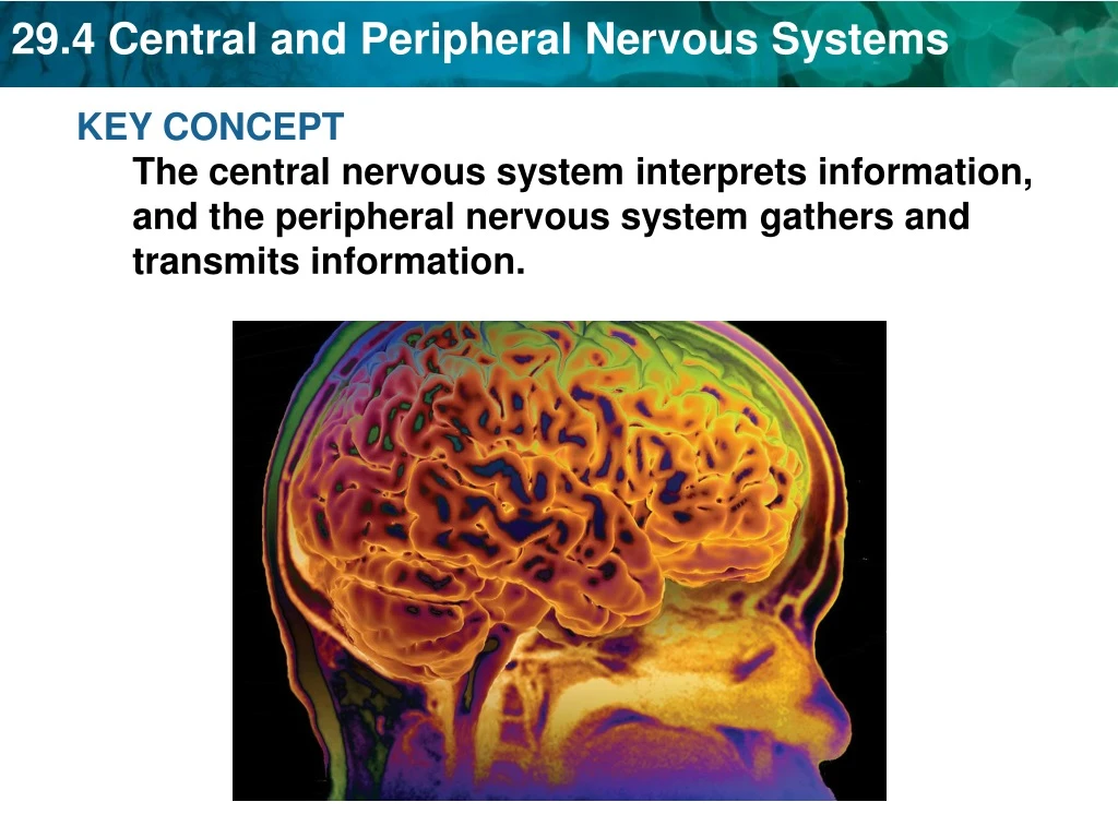 key concept the central nervous system interprets