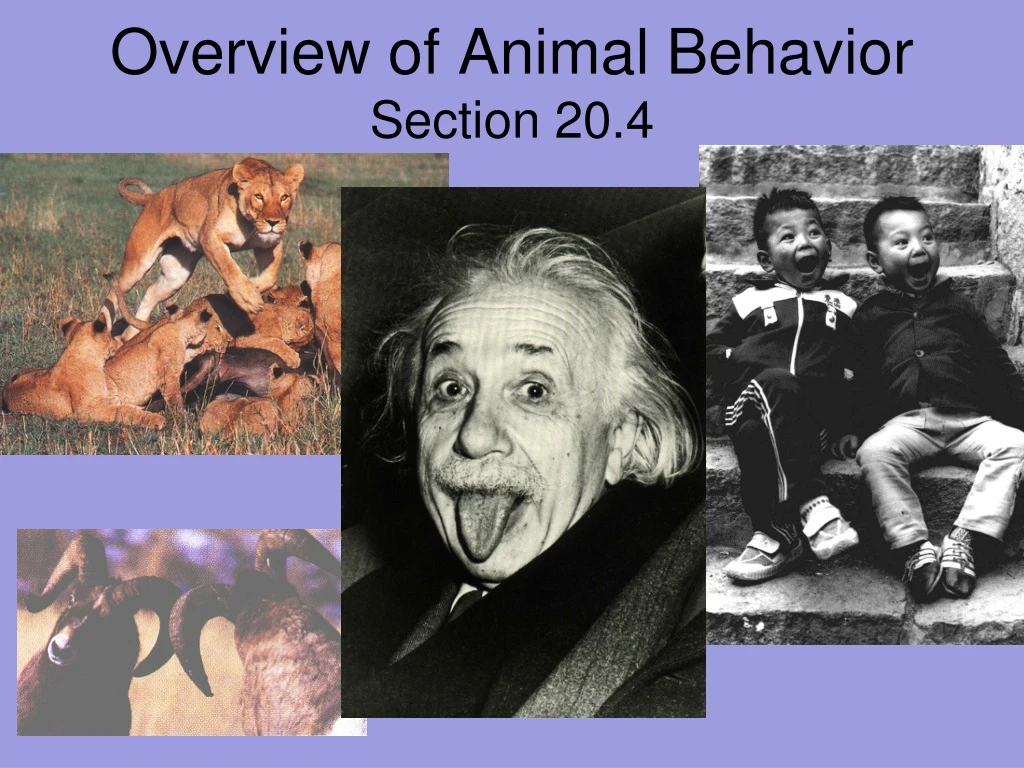 overview of animal behavior section 20 4