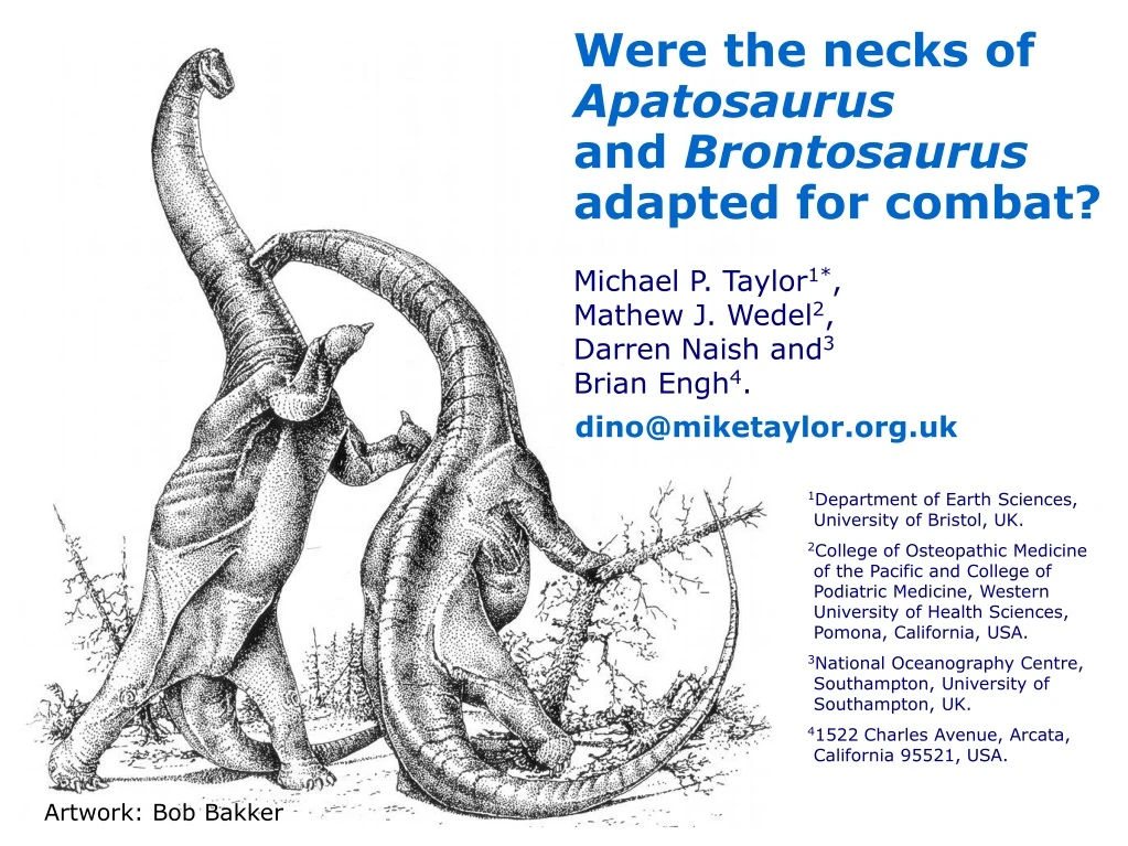 were the necks of apatosaurus and brontosaurus