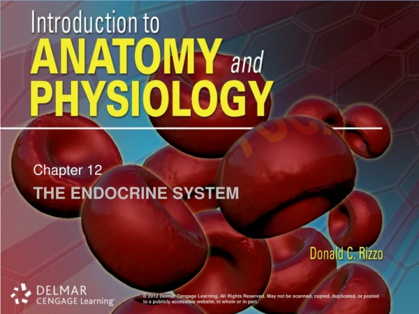 The Endocrine System