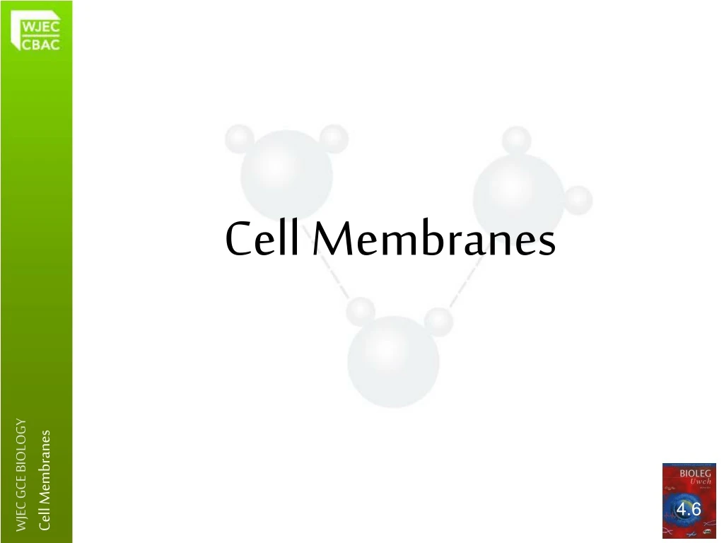 cell membranes