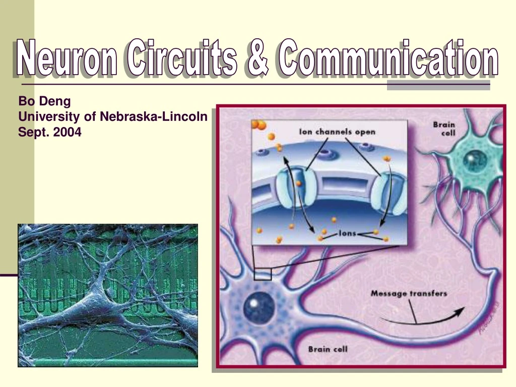 neuron circuits communication