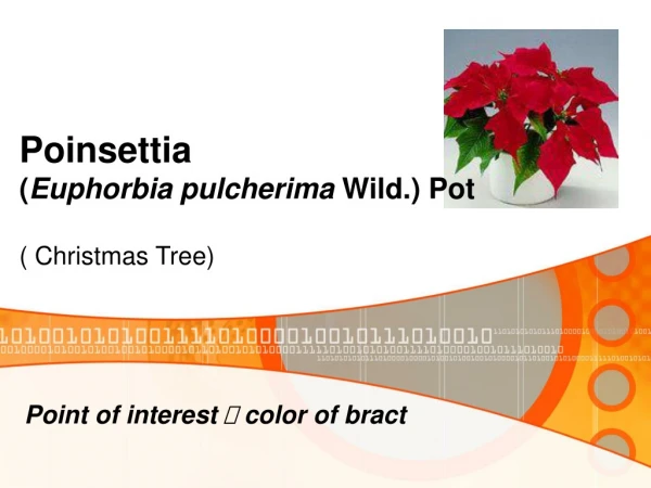 Poinsettia ( Euphorbia pulcherima  Wild.) Pot ( Christmas Tree)