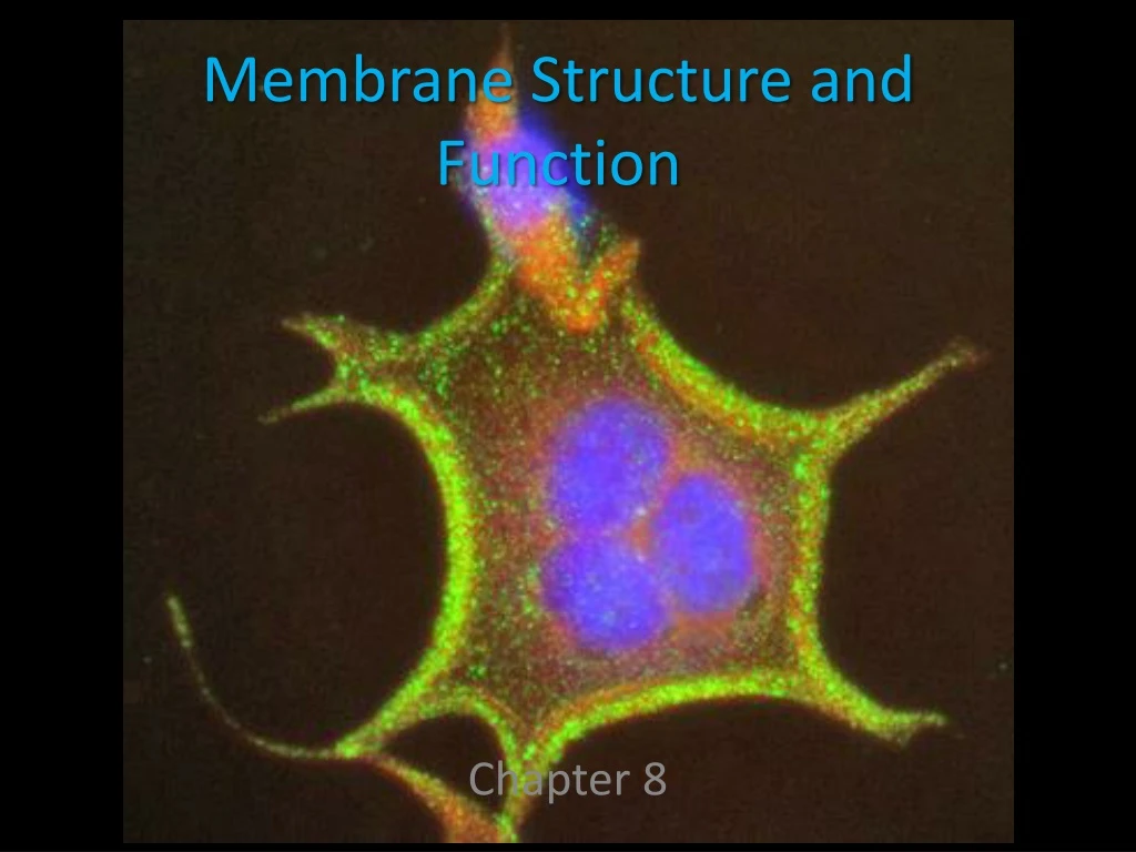 membrane structure and function