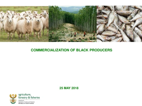 COMMERCIALIZATION OF BLACK PRODUCERS