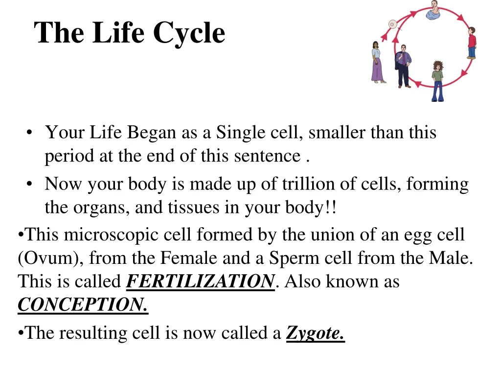 the life cycle