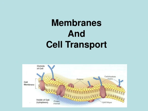 Membranes  And  Cell Transport