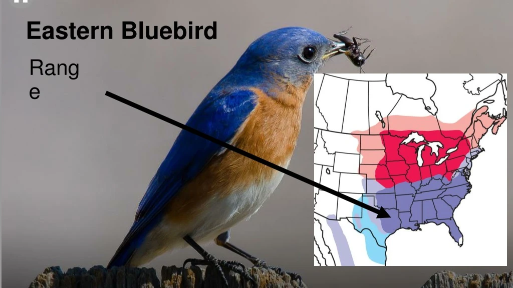 eastern bluebird