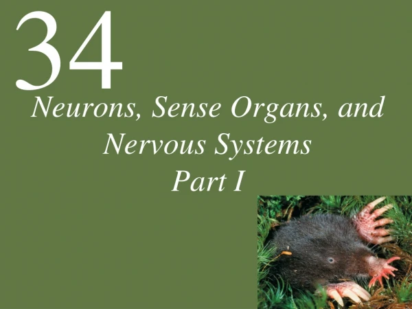 Neurons, Sense Organs, and Nervous Systems Part I