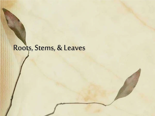 Roots, Stems, &amp; Leaves