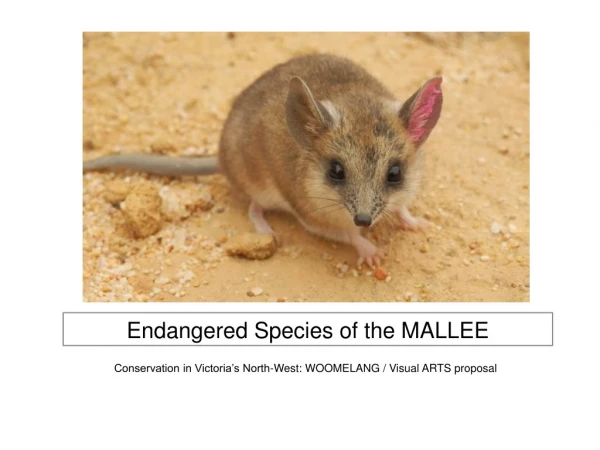 Endangered Species of the MALLEE