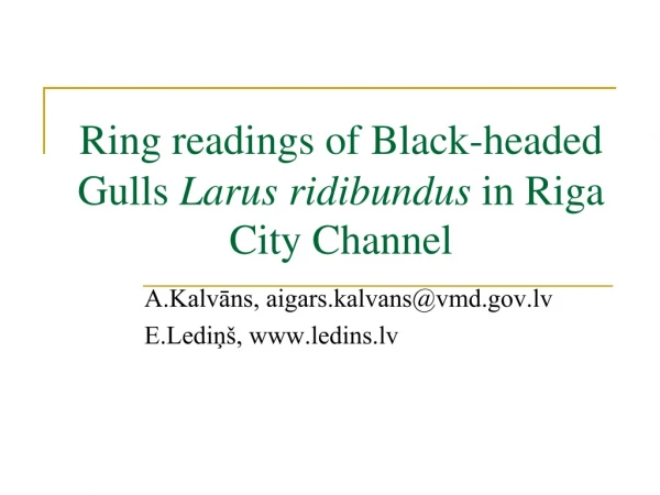 Ring readings of Black-headed Gulls  Larus ridibundus  in Riga City Channel