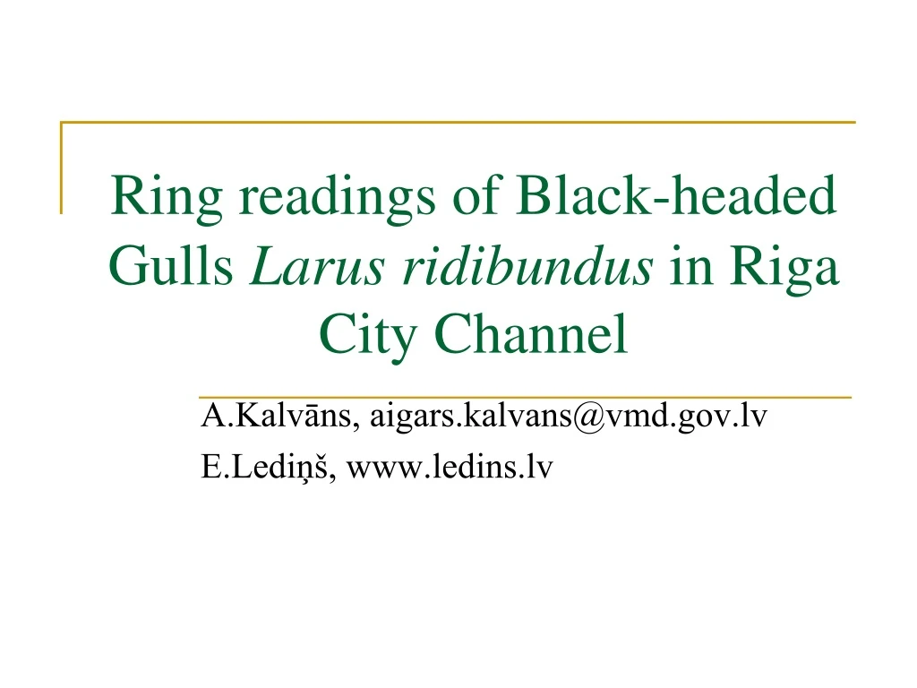 ring readings of black headed gulls larus ridibundus in riga city channel