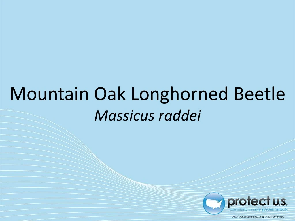 mountain oak longhorned beetle massicus raddei