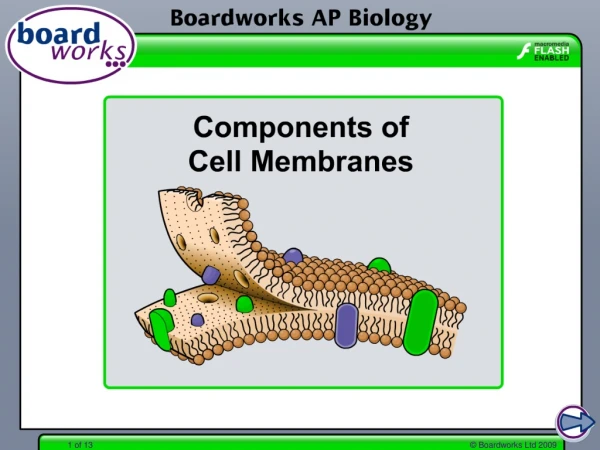 Components of the membrane