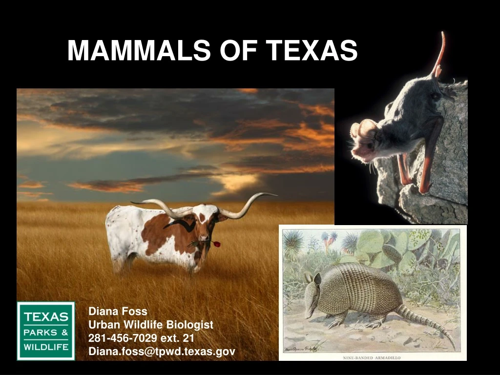mammals of texas