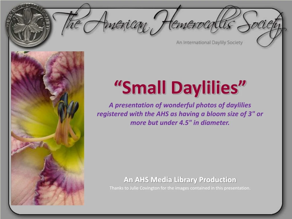 small daylilies a presentation of wonderful