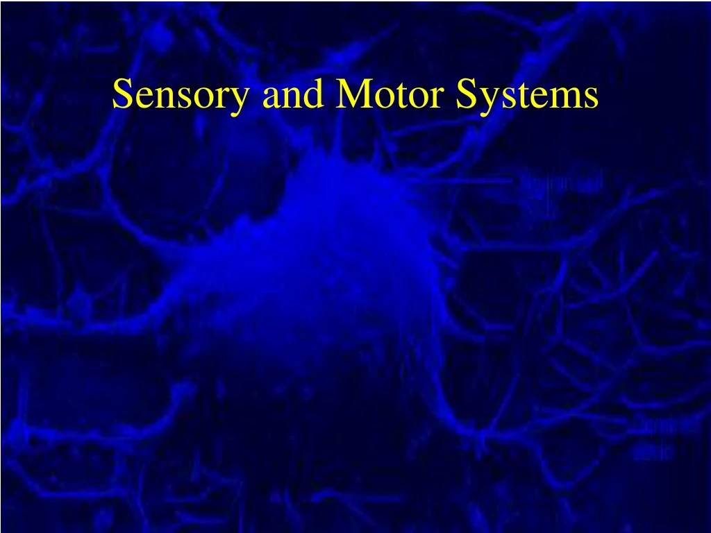 sensory and motor systems