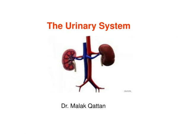 The Urinary System