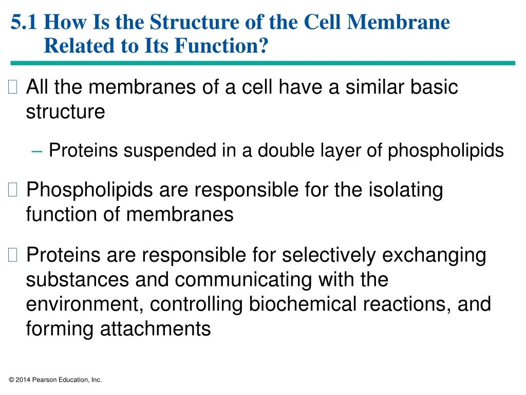 5 1 how is the structure of the cell membrane related to its function