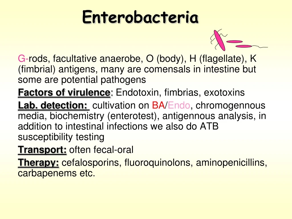 enterobacteria