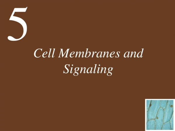 Cell Membranes and Signaling