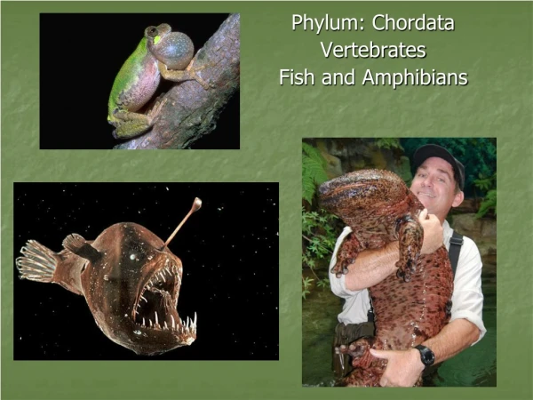 Phylum: Chordata Vertebrates Fish and Amphibians