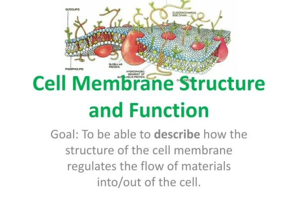Cell Membrane Structure and Function