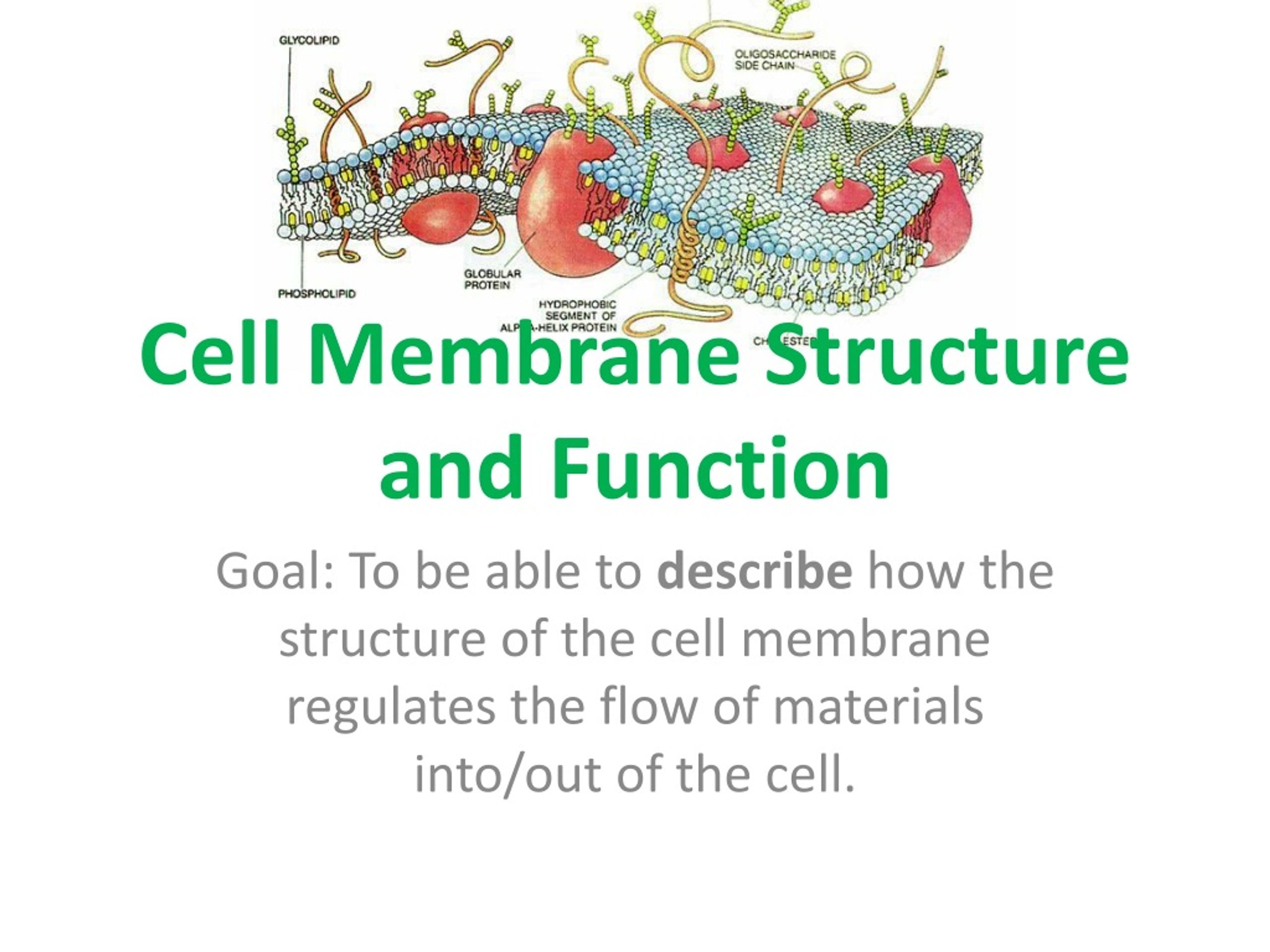 Cell Membrane Function - slide 1