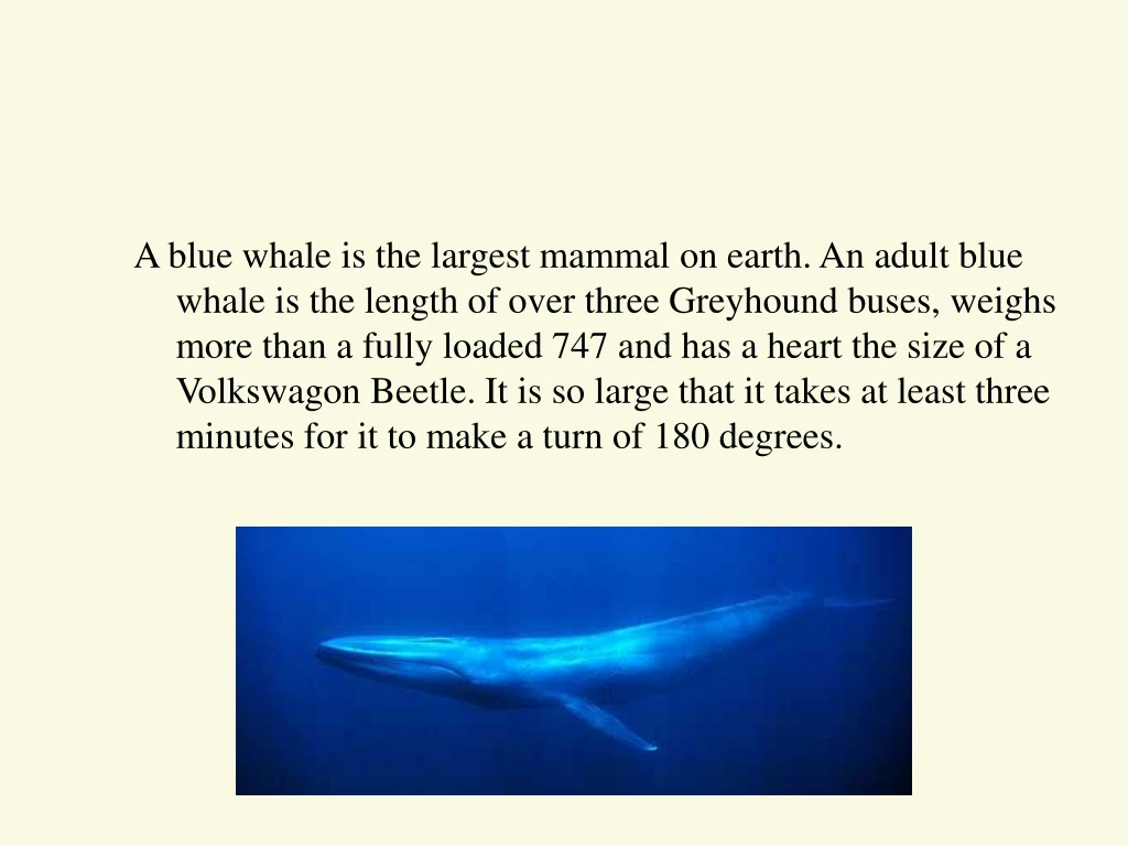 a blue whale is the largest mammal on earth