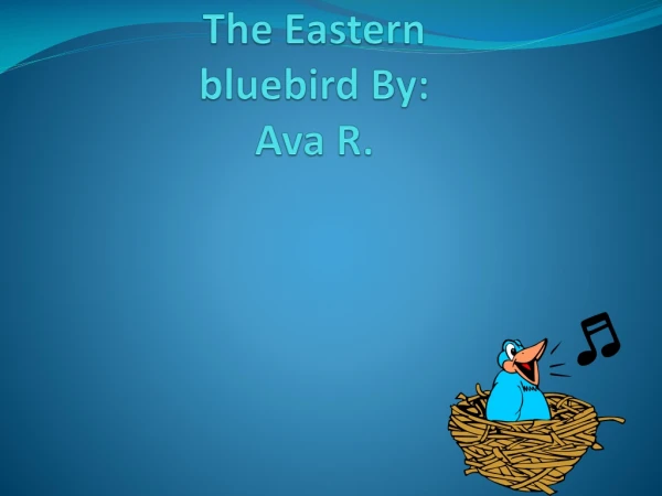T he Eastern bluebird By: Ava R.