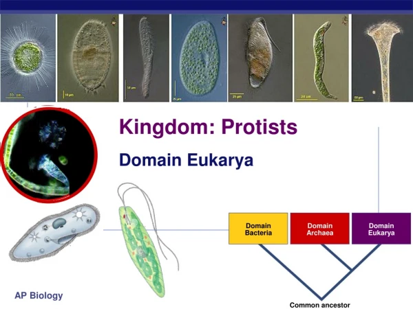 Kingdom: Protists