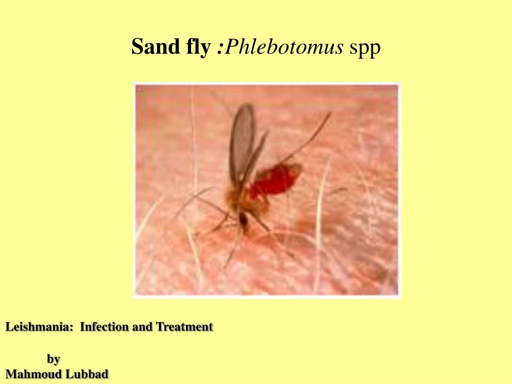 sand fly phlebotomus spp