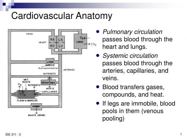 Cardiovascular Anatomy
