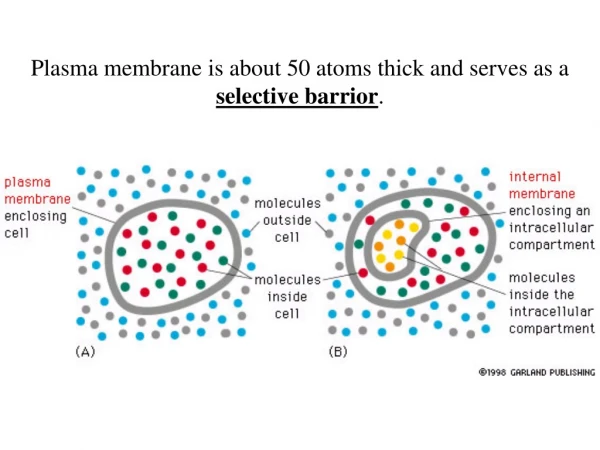 Plasma membrane is about 50 atoms thick and serves as a  selective barrior .