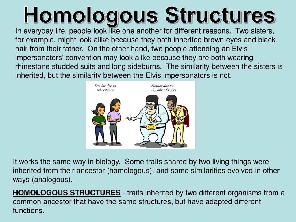 homologous structures