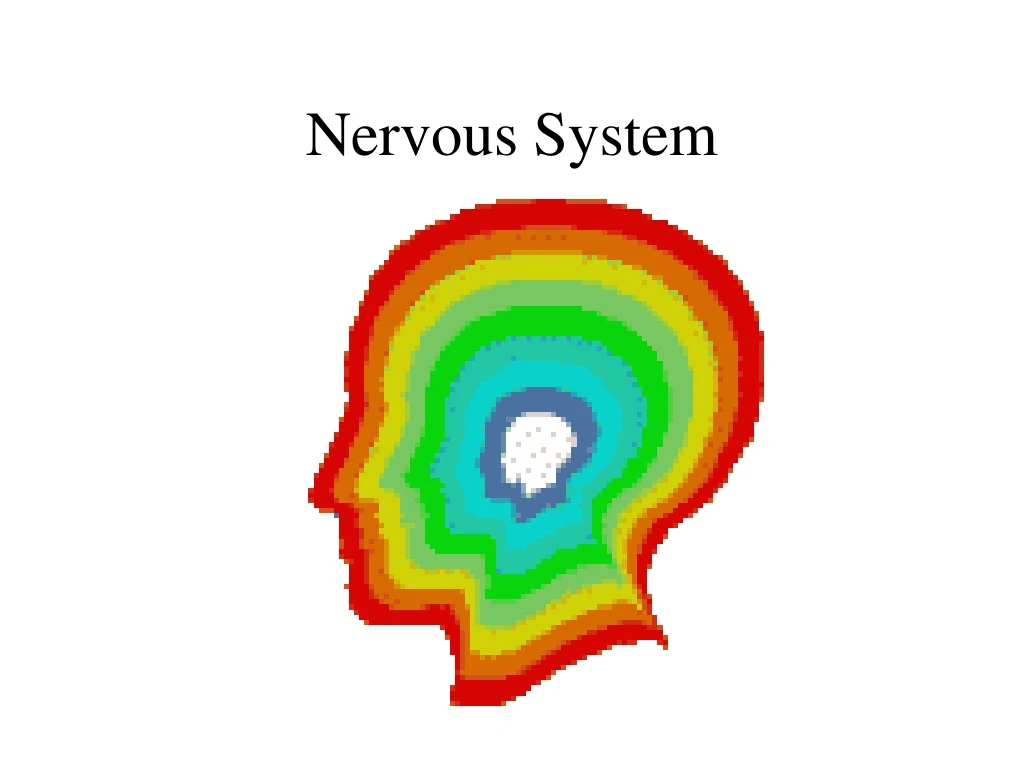 nervous system