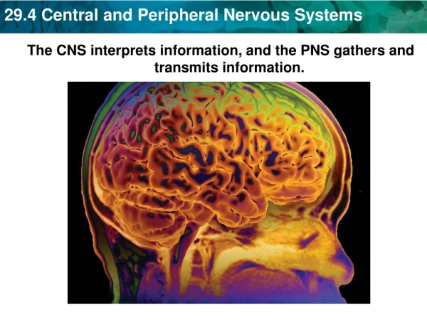 The CNS interprets information, and the PNS gathers and transmits information.