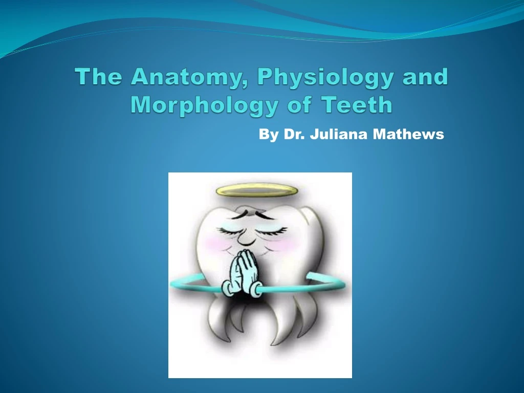 the anatomy physiology and morphology of teeth