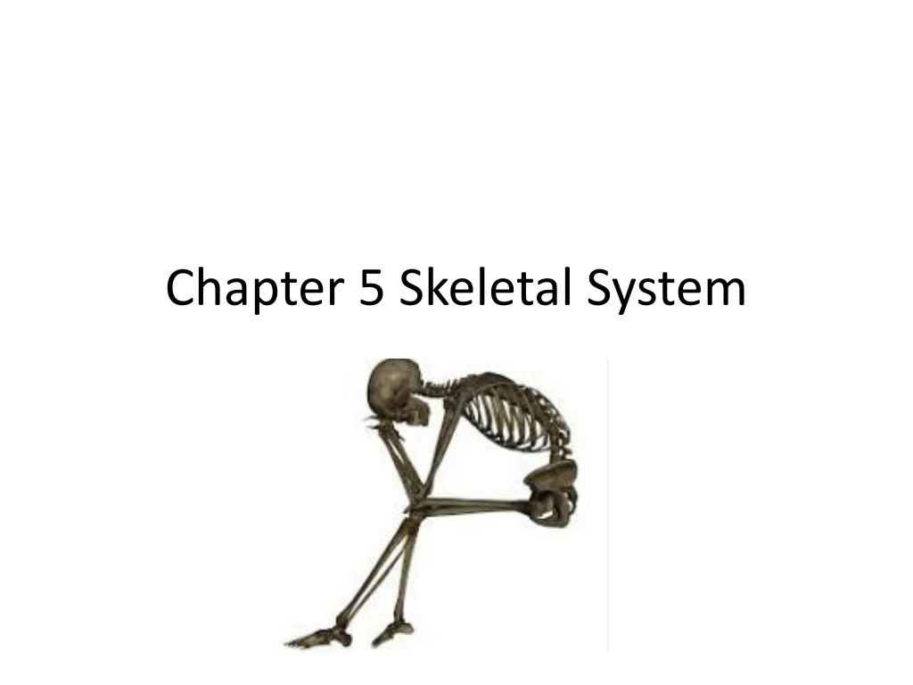 chapter 5 skeletal system