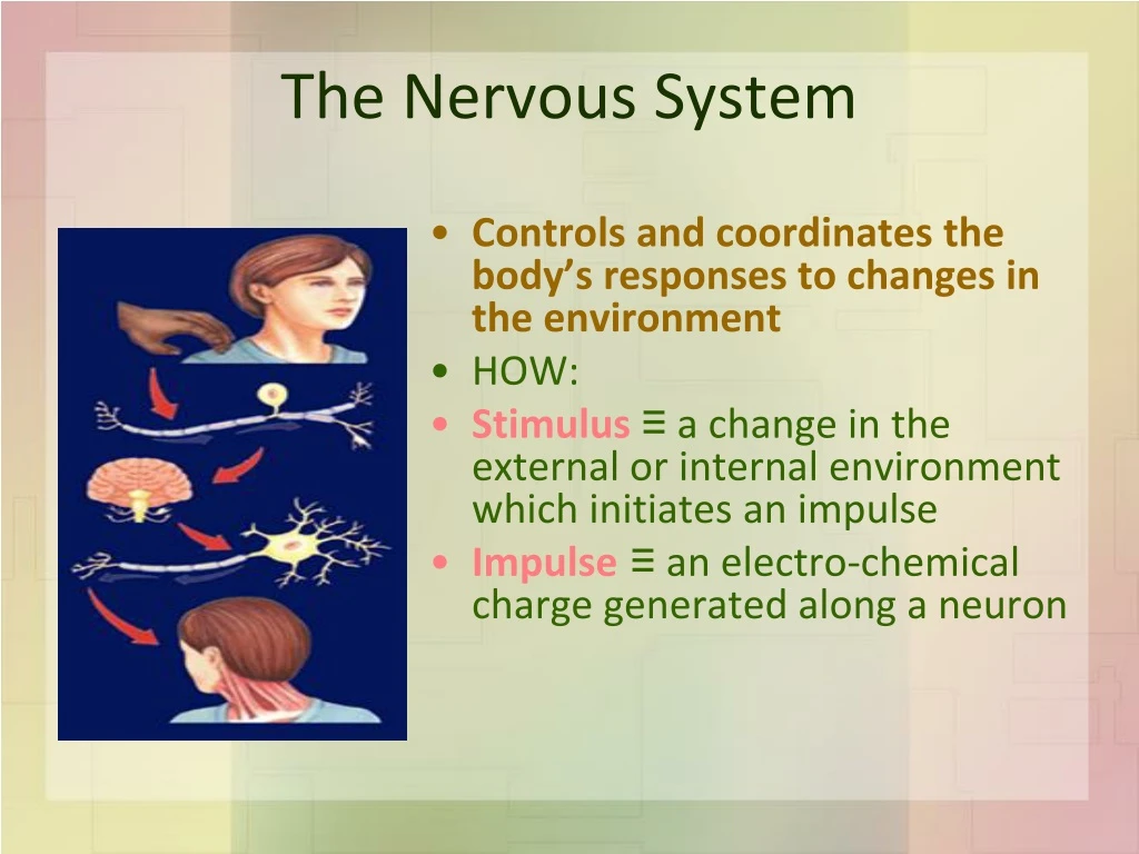 the nervous system