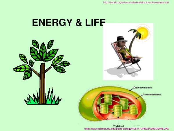 ENERGY &amp; LIFE